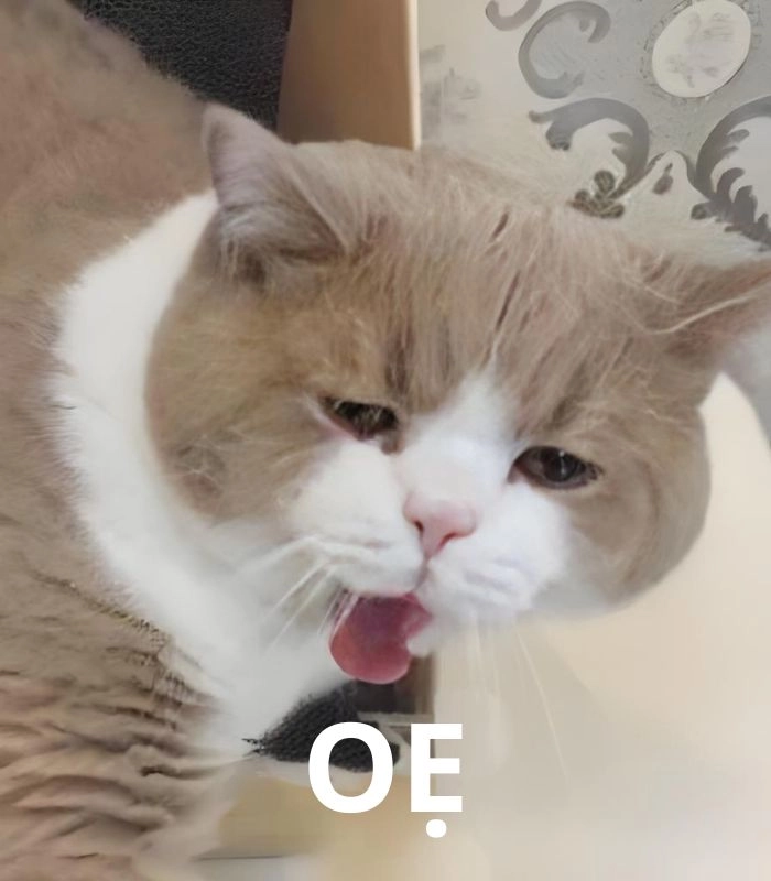 Meme mèo oẹ