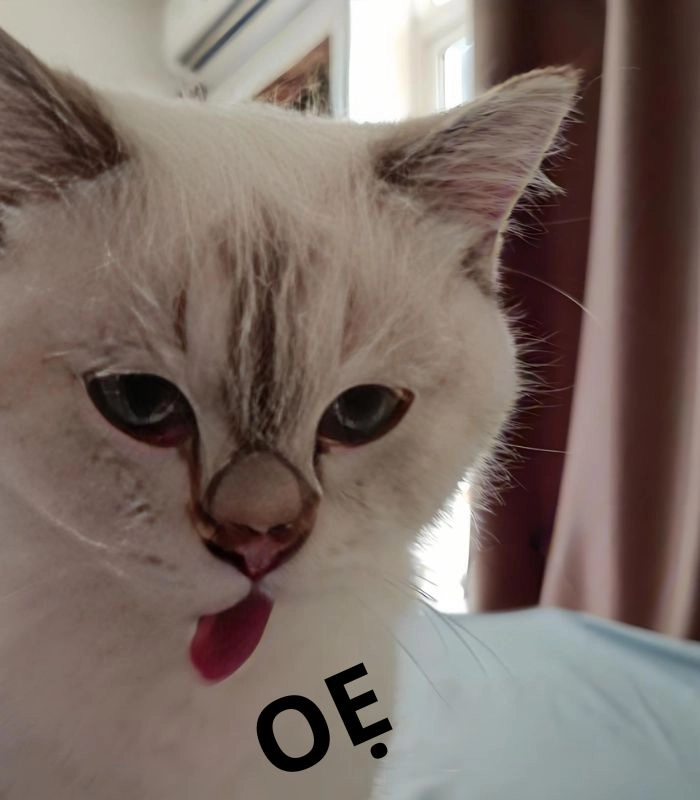 Meme mèo ói hài cực mạnh