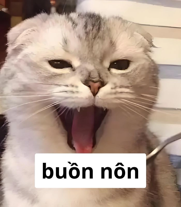 Meme mèo ói siêu mặn