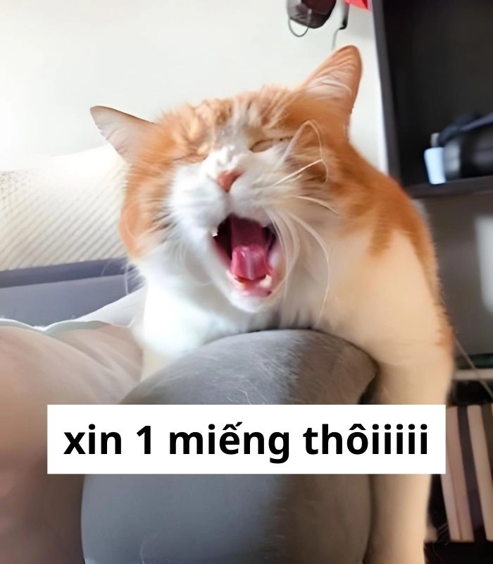 Meme mèo xin 1 miếng cực hài