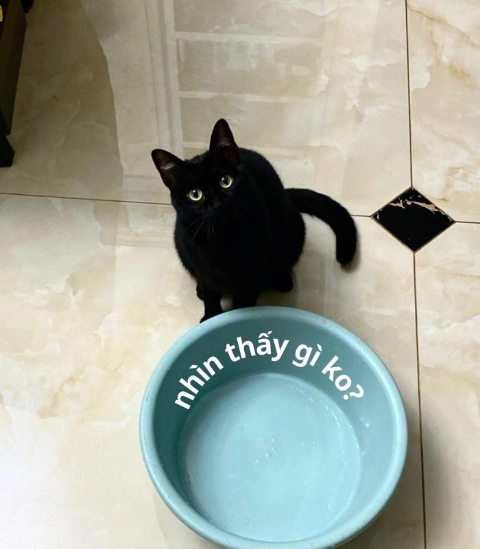 Meme mèo xin 1 miếng đáng yêu