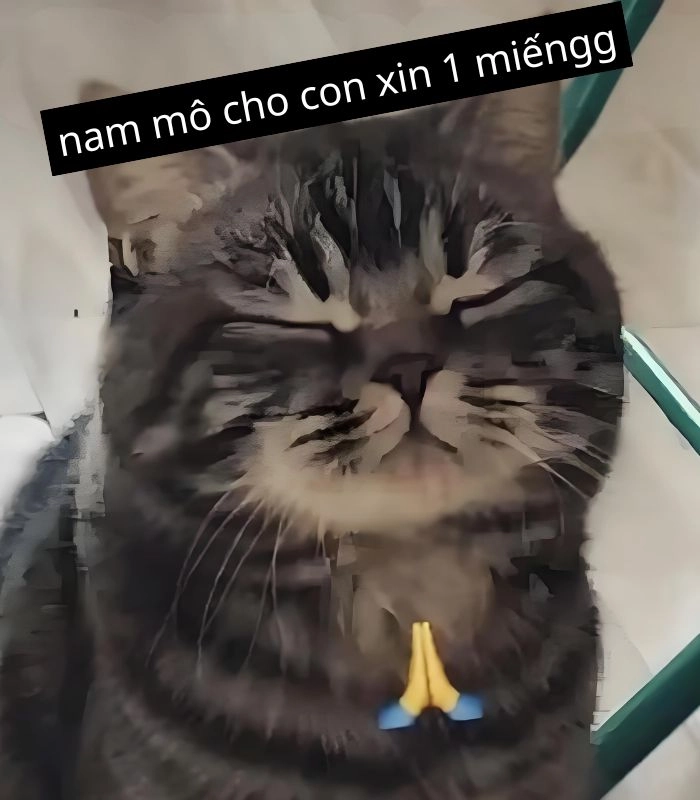 Meme mèo xin 1 miếng đồ ăn