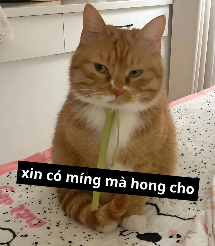 Meme mèo xin 1 miếng gà