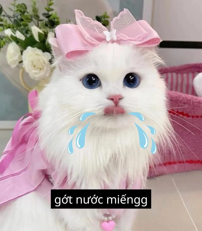 Meme mèo xin 1 miếng ngọt ngào
