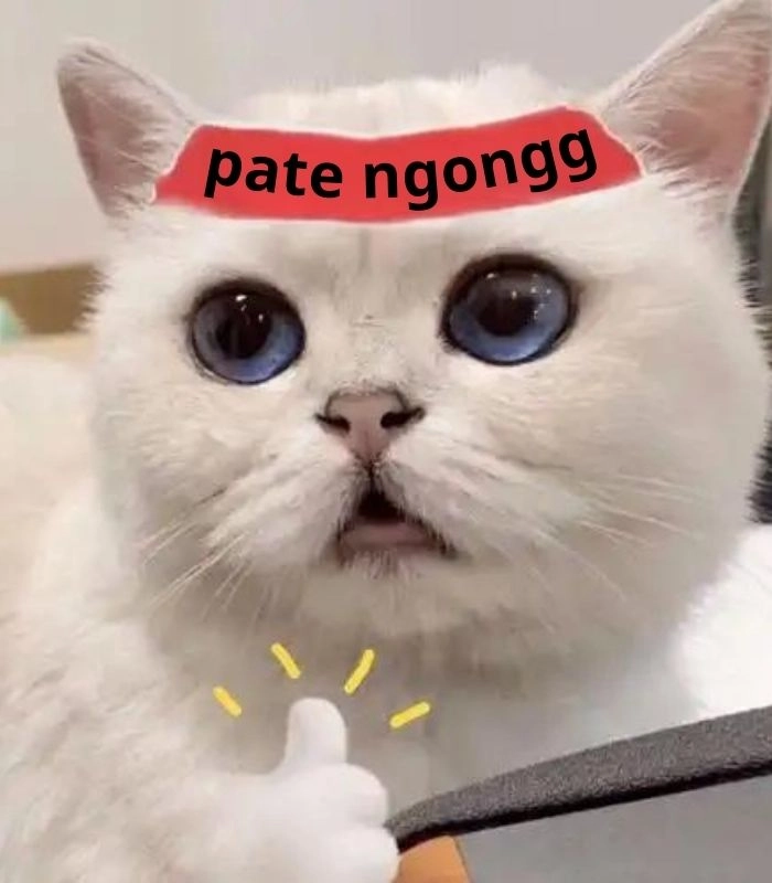 Meme mèo xin 1 miếng siêu dễ thương