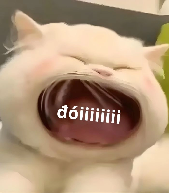 Meme mèo xin 1 miếng thèm thuồng