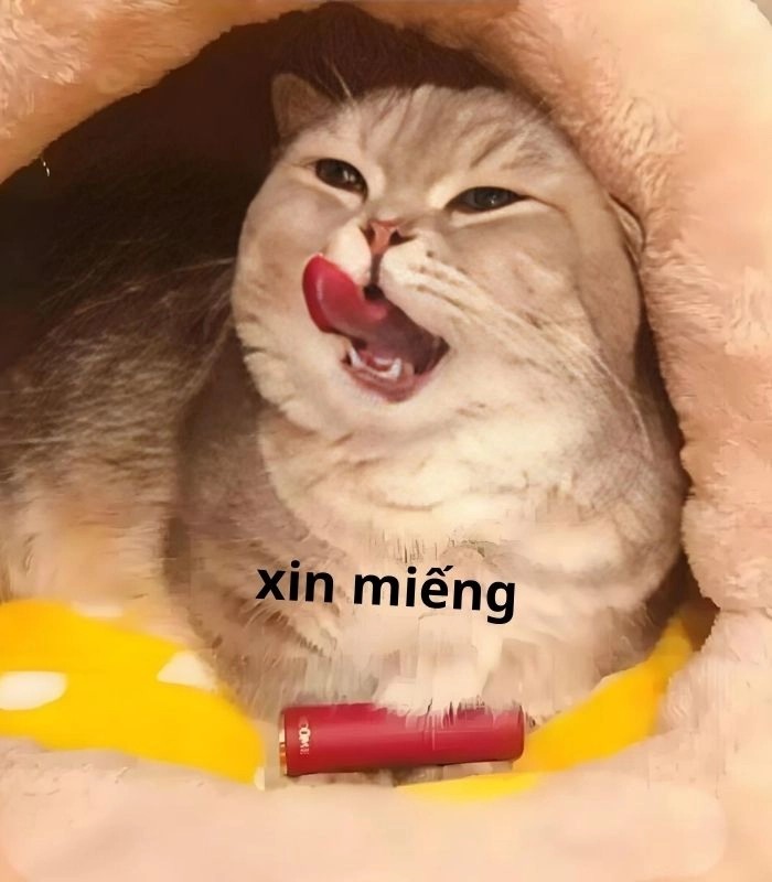 Meme mèo xin 1 miếng thịt