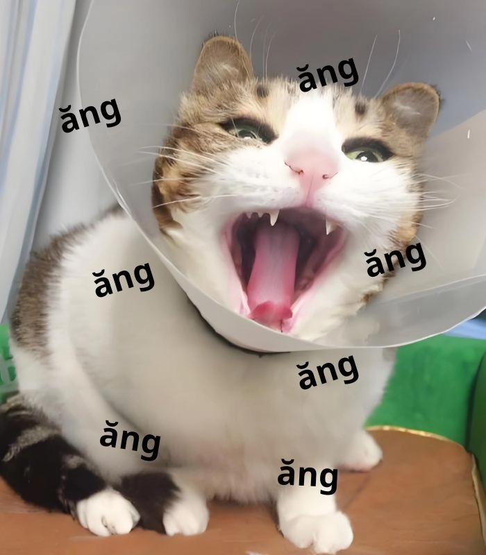 Meme mèo xin 1 miếng vibe tội nghiệp