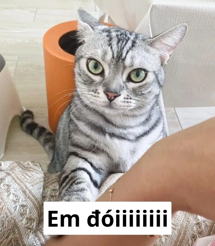 Meme mèo xin ăn ánh mắt van nài