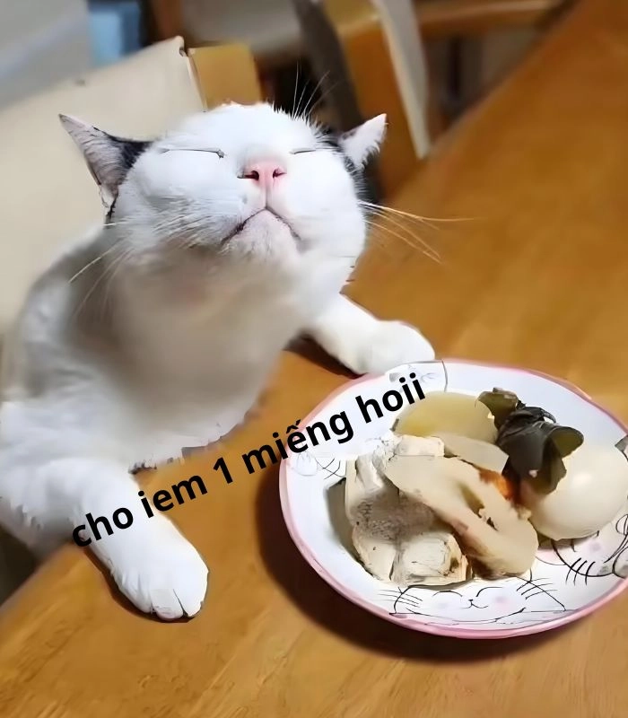 Meme mèo xin ăn biểu cảm cute