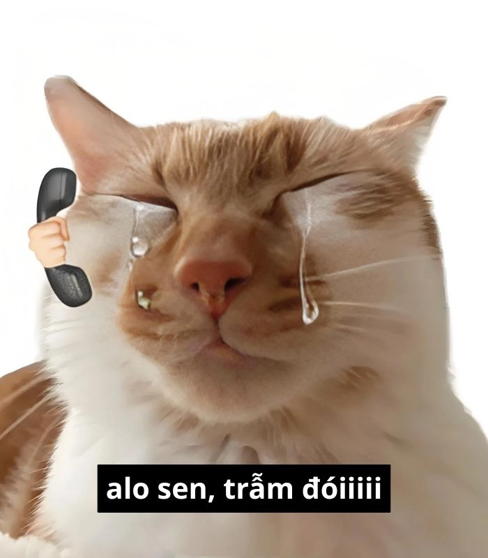 Meme mèo xin ăn cúi mặt