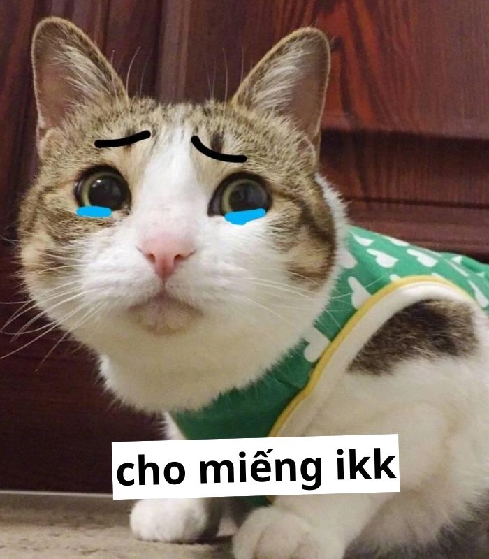 Meme mèo xin ăn dễ thương