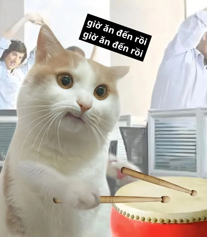 Meme mèo xin ăn mắt long lanh