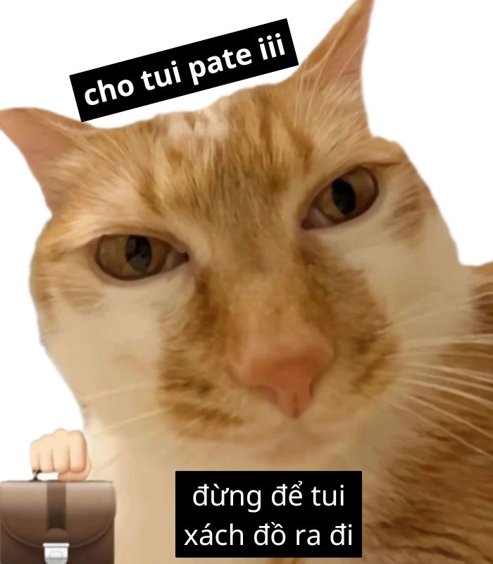 Meme mèo xin ăn nghiêng đầu