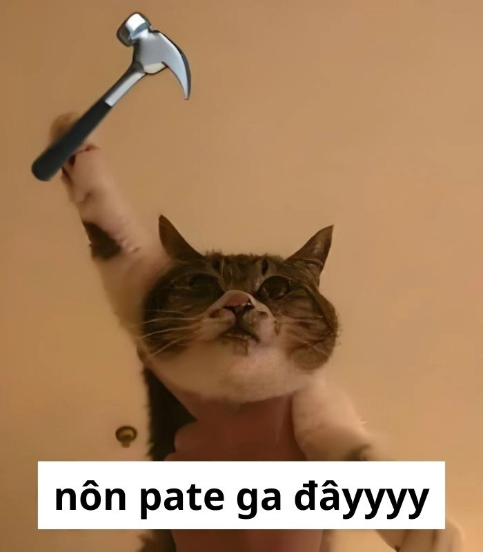 Meme mèo xin ăn nhìn chằm chằm