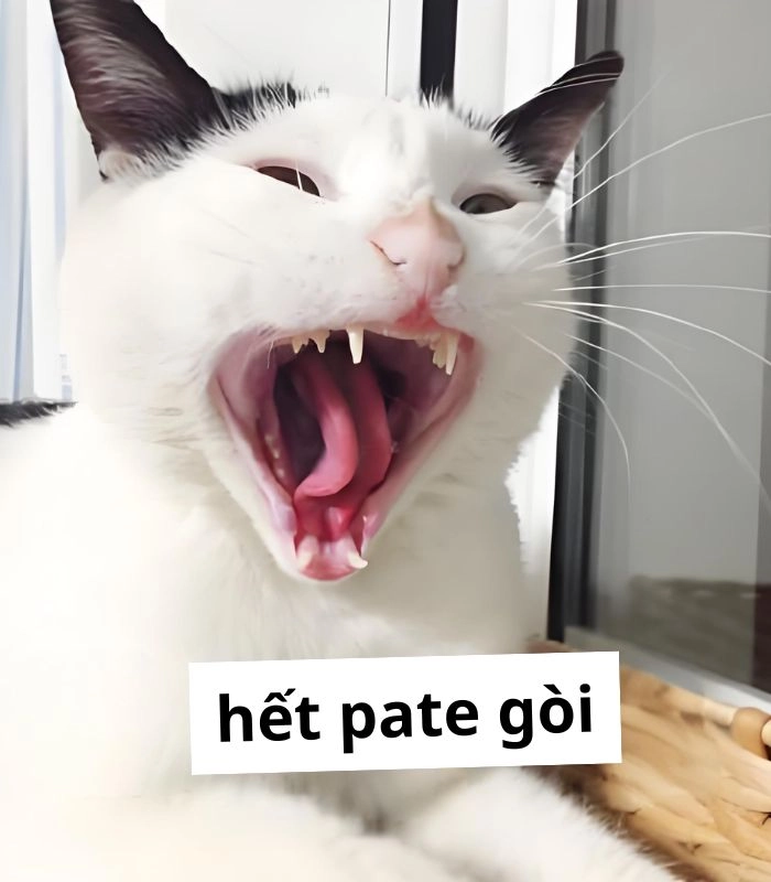 Meme mèo xin ăn vibe cưng xỉu