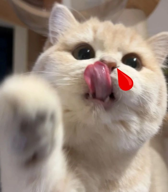 Meme mèo xịt máu mũi biểu cảm hài