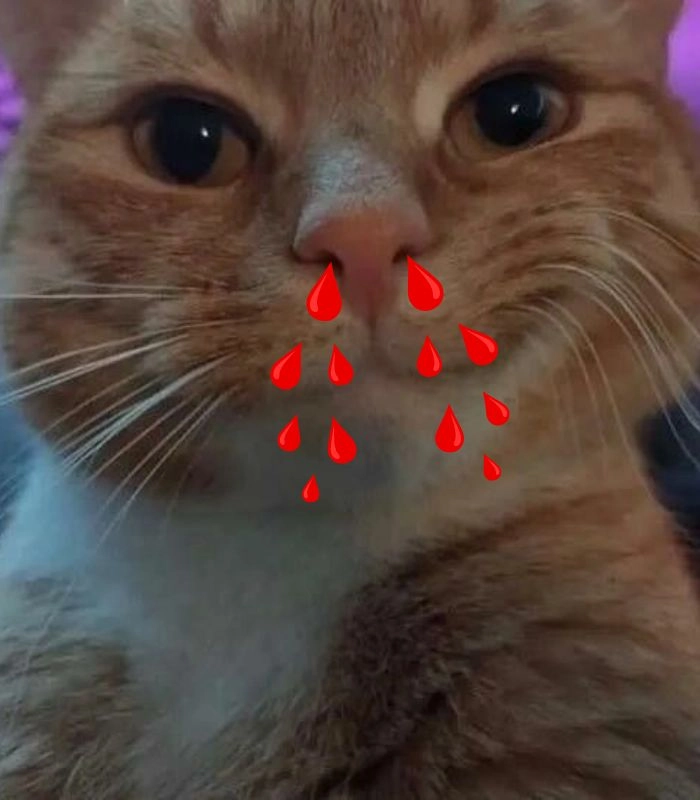 Meme mèo xịt máu mũi biểu cảm phê