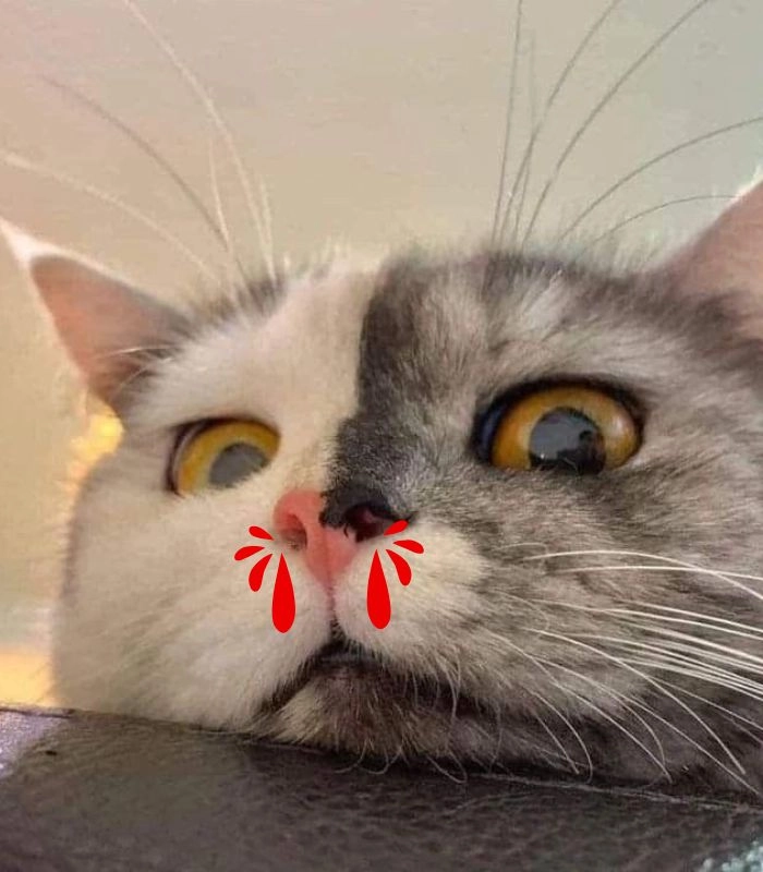 Meme mèo xịt máu mũi cực chất