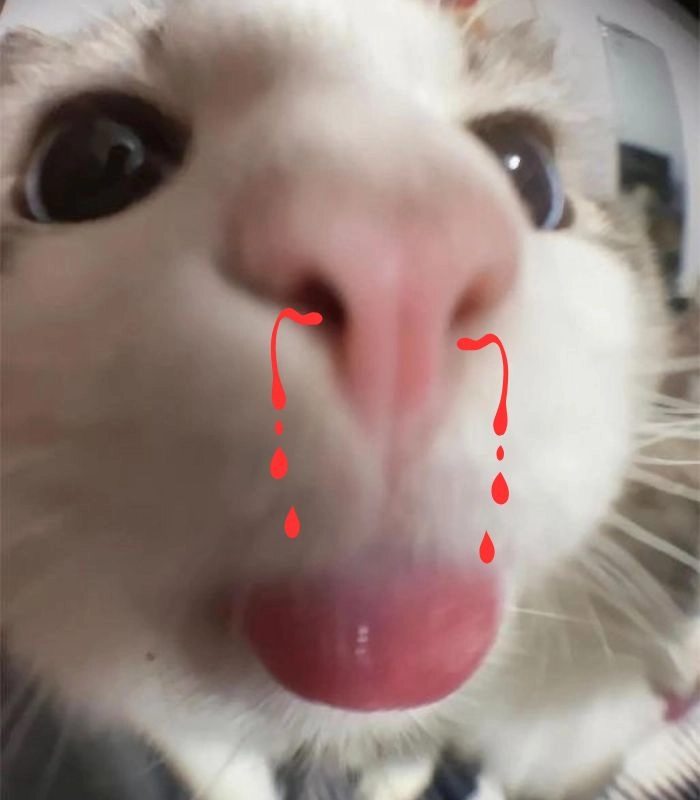 Meme mèo xịt máu mũi lầy lội