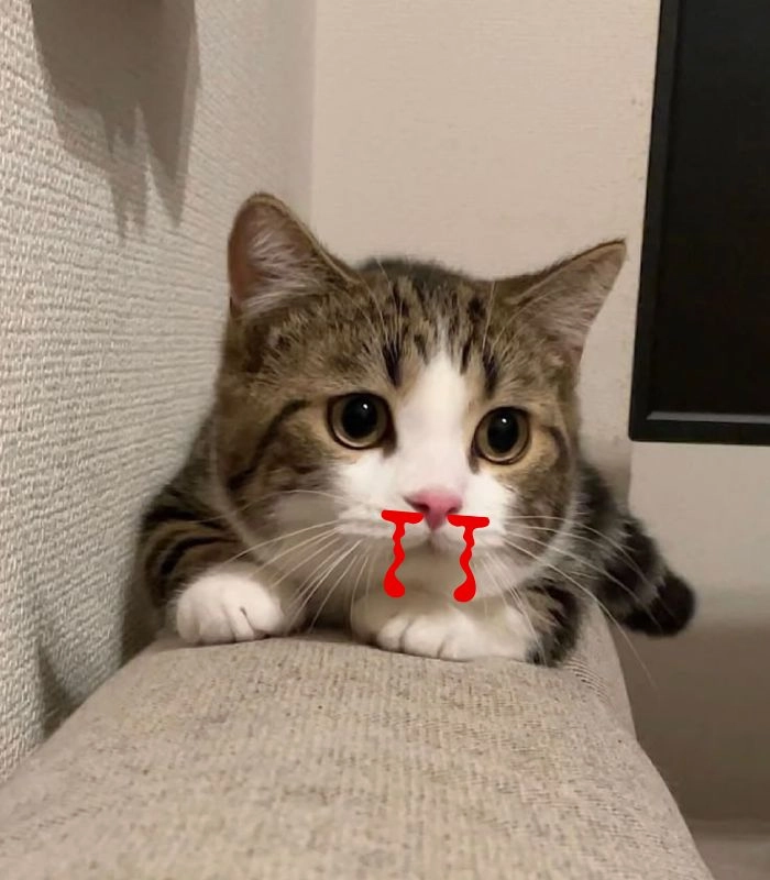 Meme mèo xịt máu mũi si mê