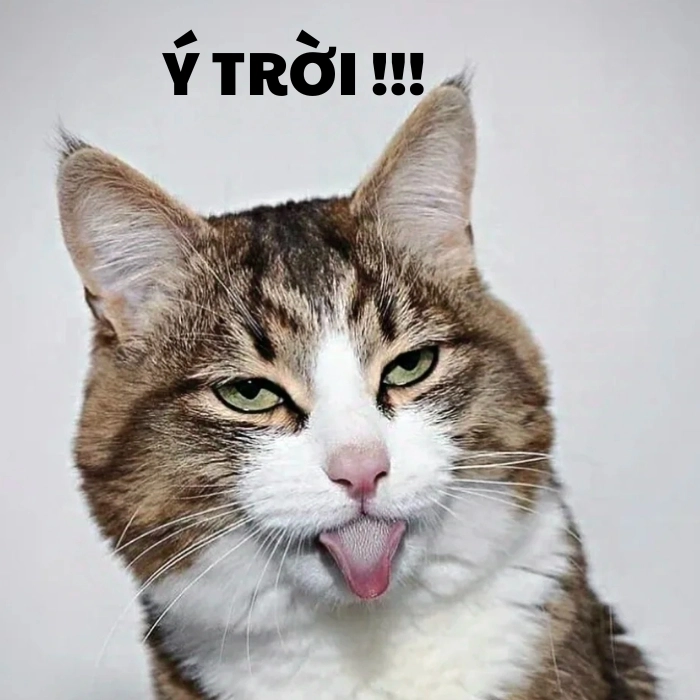 Meme ý trời deep