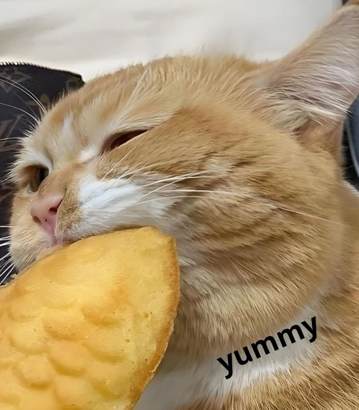 Mèo ăn bánh meme viral