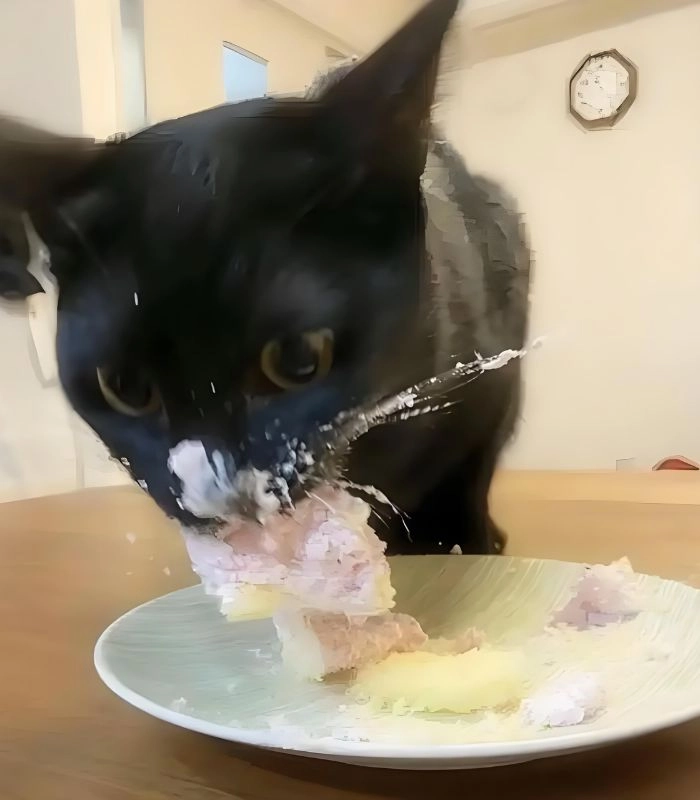 Mèo ăn bánh ngọt meme gây sốt