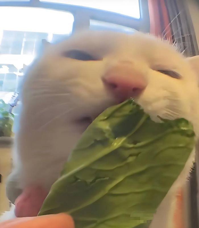 Mèo ăn rau meme biểu cảm lạ hài