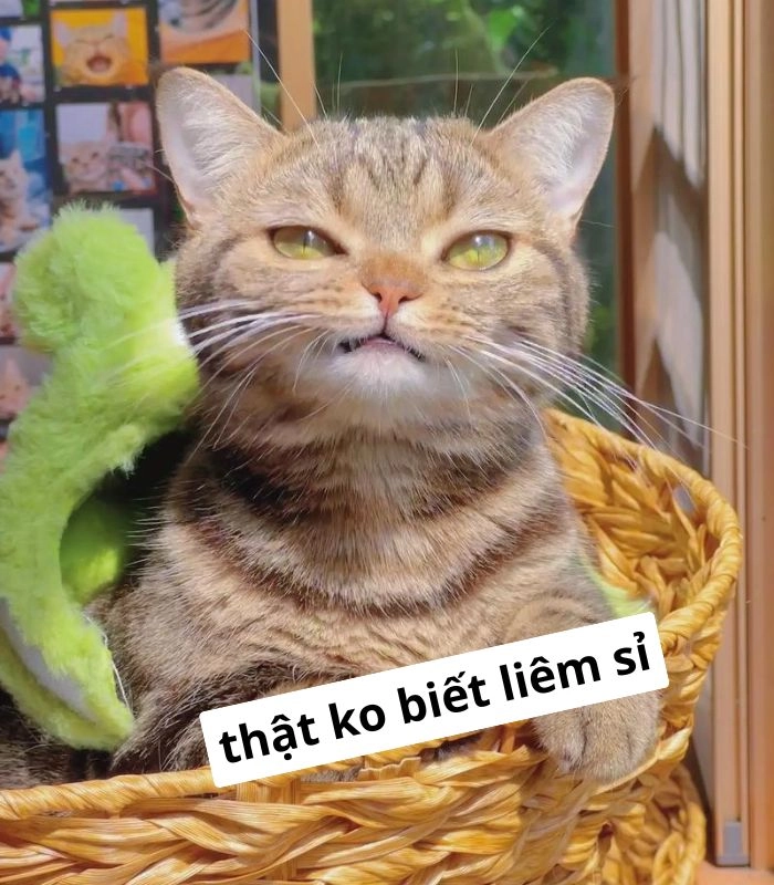 Mèo liếc meme ngồi bàn ăn