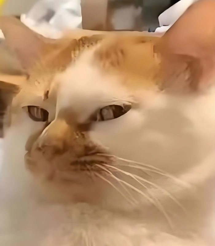 Mèo liếc meme với ánh nhìn lạ