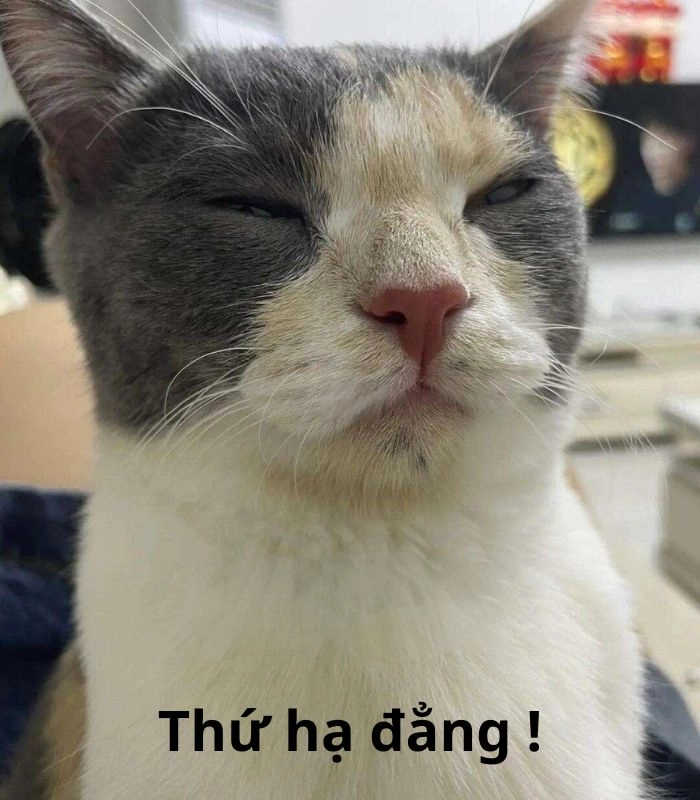 Mèo meme liếc cực ngầu