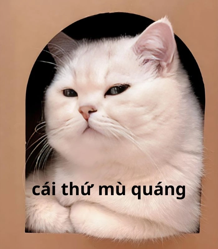 Mèo meme liếc kèm chữ chế
