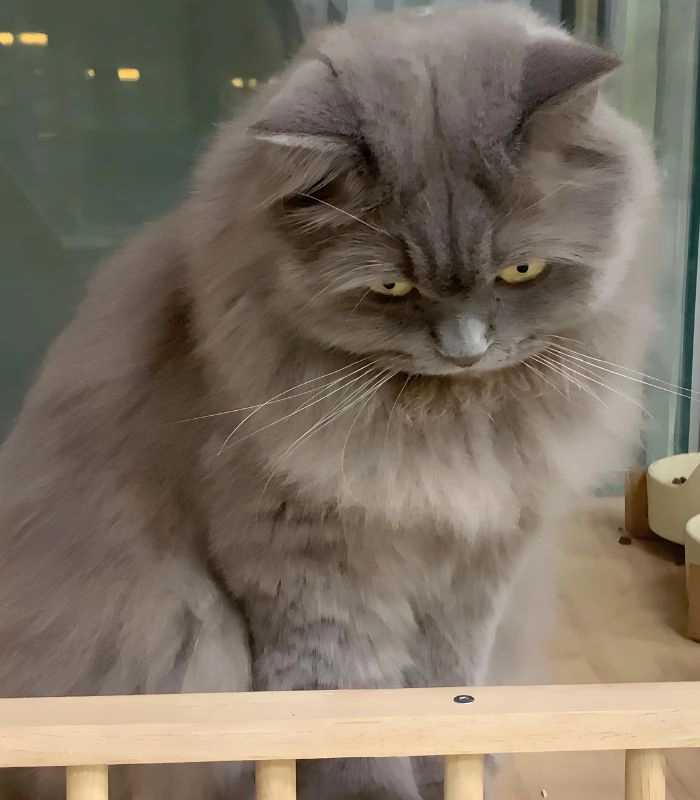 Mèo meme liếc mặt khó ở