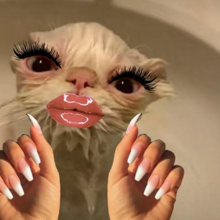 Mèo slay meme bá đạo