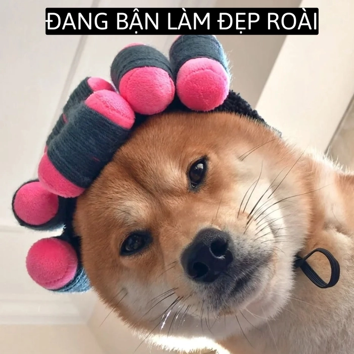 ảnh chó shiba meme cute