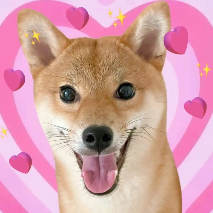 ảnh chó shiba meme đáng yêu
