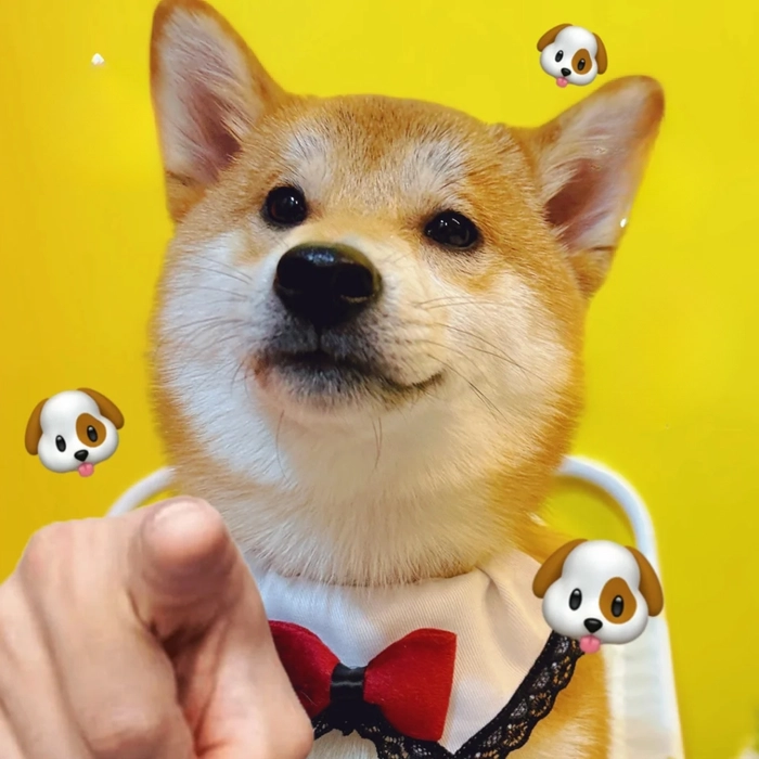 ảnh chó shiba meme vênh váo