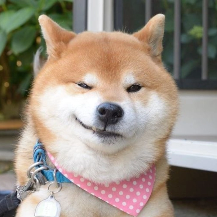 chó shiba meme nhếch mép