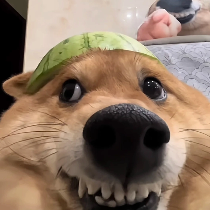 chó shiba meme