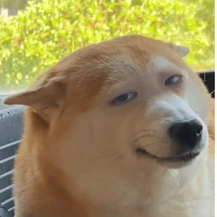 meme chó shiba biểu cảm bựa
