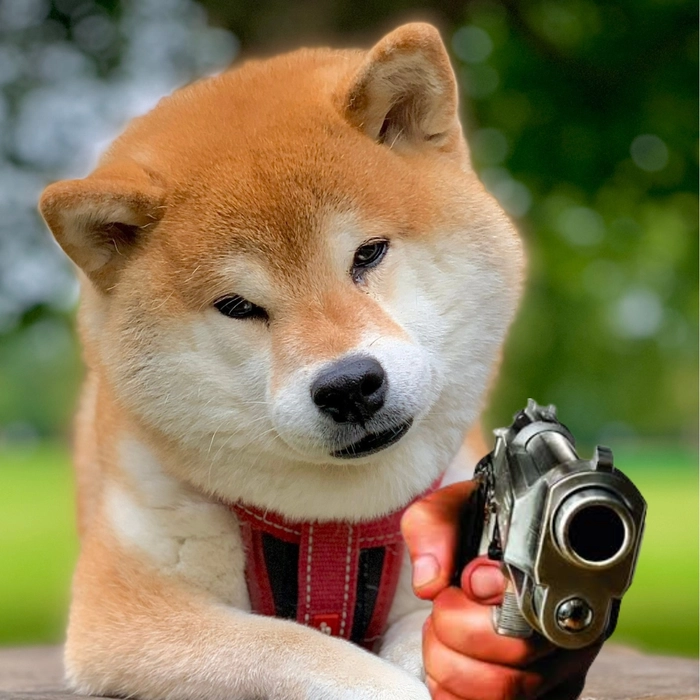 meme chó shiba chế súng
