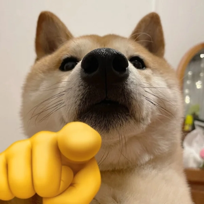 meme chó shiba chỉ tay