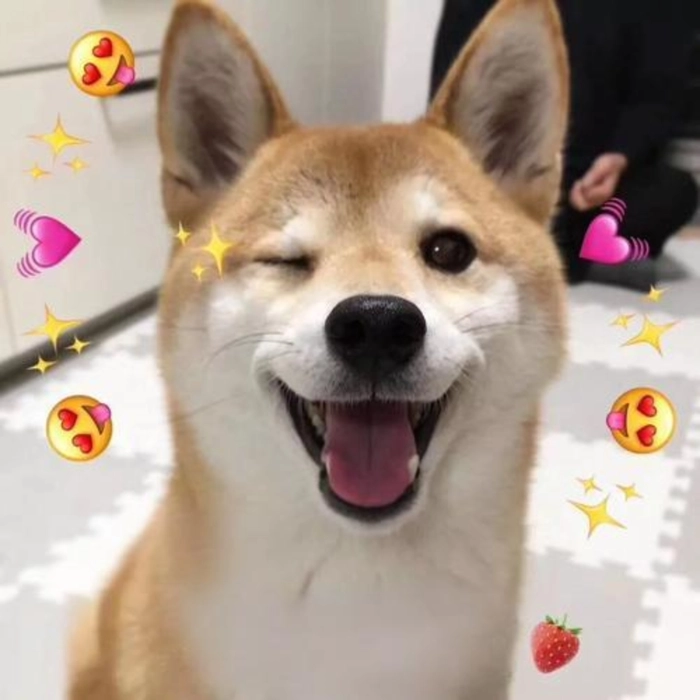 meme chó shiba cute