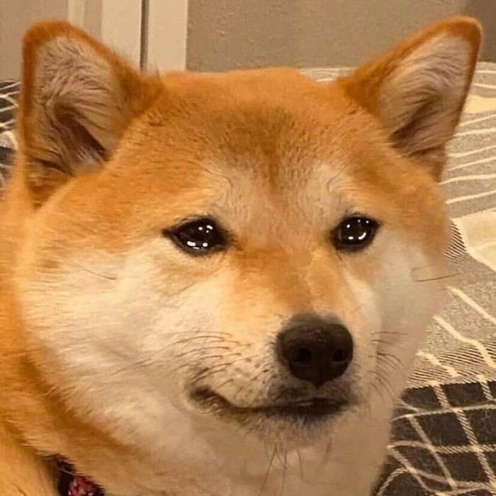 meme chó shiba khóc