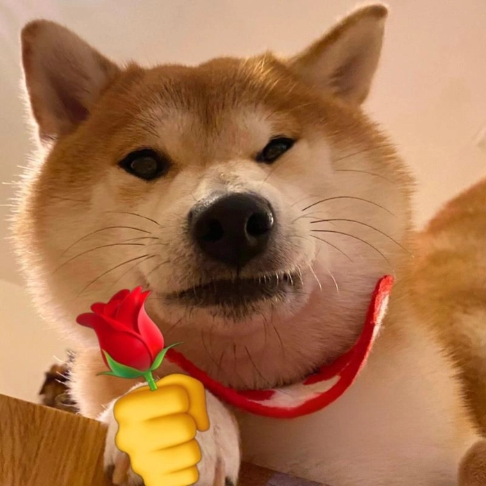 meme chó shiba tặng hoa