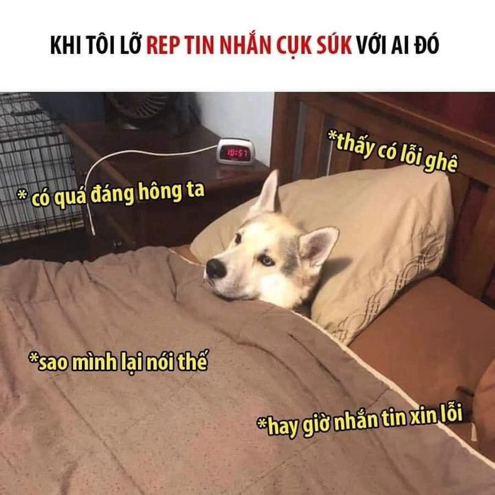 Ảnh chế chó hài hước