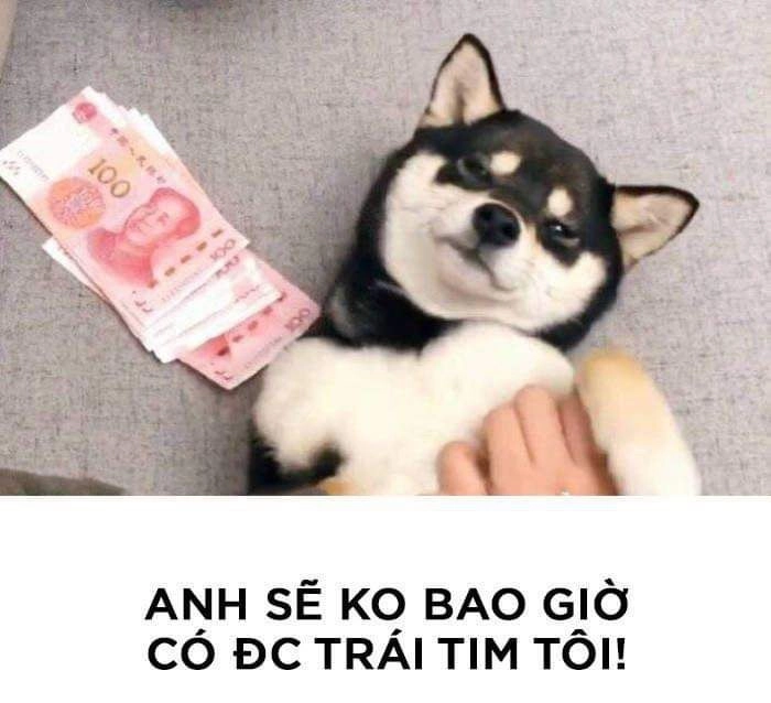 Ảnh chế hài chó cute