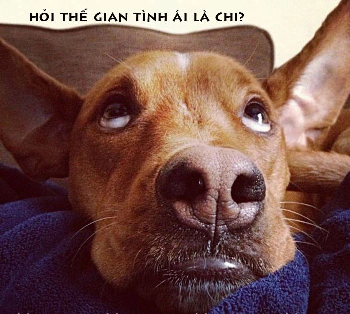 Ảnh chế meme chó hài