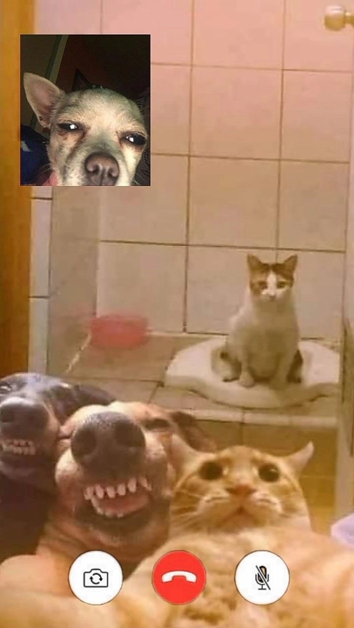 Ảnh chế meme chó mèo gọi facetime